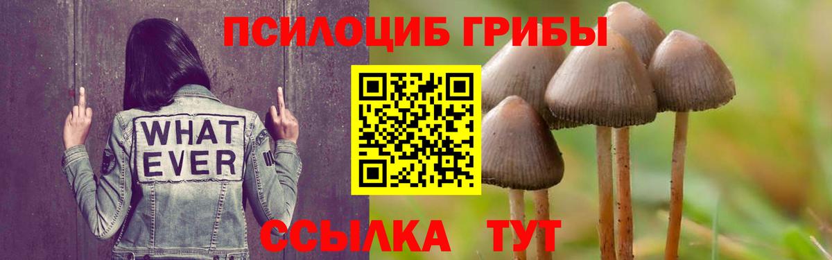 Артём  Псилоцибиновые грибы Psilocybine cubensis  Вход с VPN 